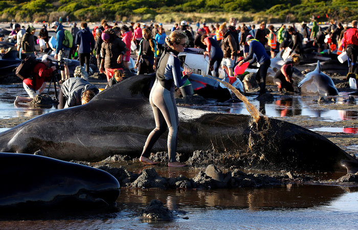 Εκατοντάδες φάλαινες ξεβράστηκαν στην ακτή της Νέας Ζηλανδίας! (βίντεο)