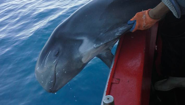 Σπάνιο είδος φάλαινας στα δίχτυα ψαρά στην Κίσσαμο