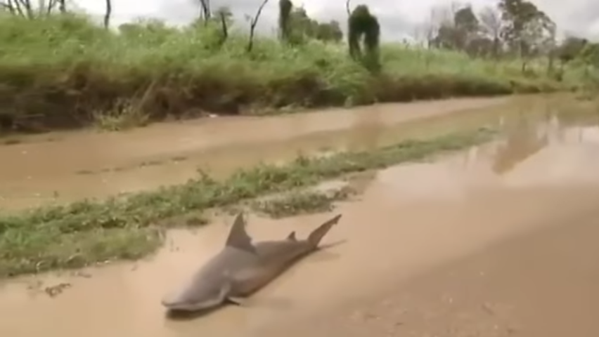 Αυστραλία: Καρχαρίας βρέθηκε στη στεριά από τον κυκλώνα Ντέμπι!