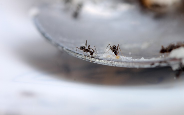 Έτσι θα εξαφανίσεις εύκολα τα μυρμήγκια από την κουζίνα