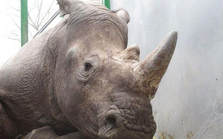 Γαλλία: Λαθροκυνηγοί σκότωσαν σπάνιο λευκό ρινόκερο σε ζωολογικό κήπο
