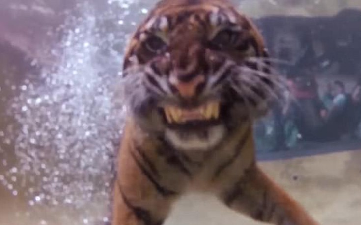 Το εκπληκτικό παιχνίδι μιας τίγρης κάτω από το νερό