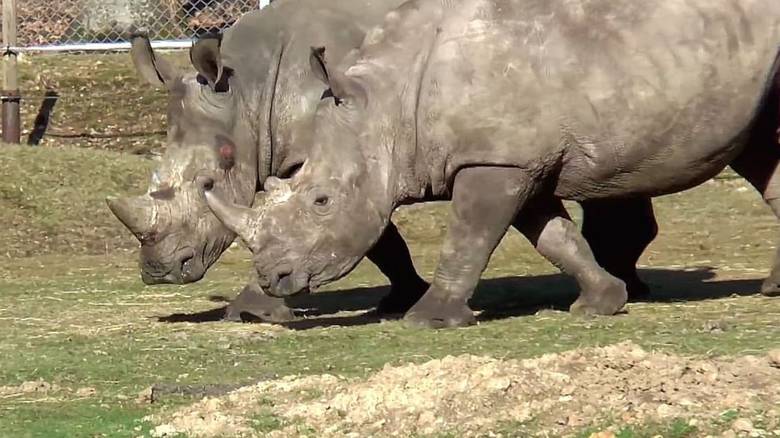 Λαθροκυνηγοί σκότωσαν ρινόκερο σε ζωολογικό κήπο στο Παρίσι