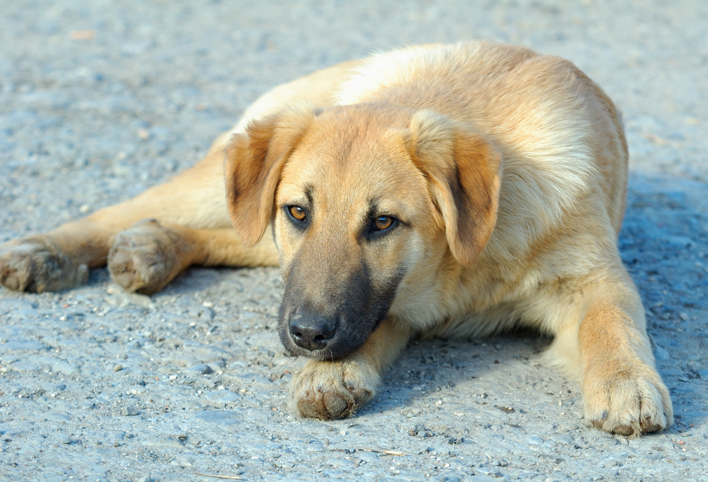 Σταμάτησαν νόμιμες εθελοντικές στειρώσεις οι κτηνίατροι στη Σητεία