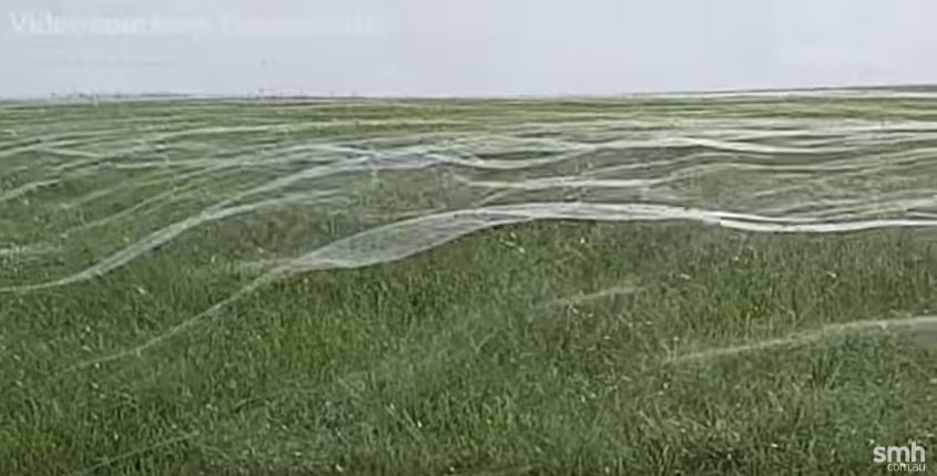 Τεράστιο «πέπλο» από αράχνες κάλυψε λόφο στη Νέα Ζηλανδία (βίντεο)