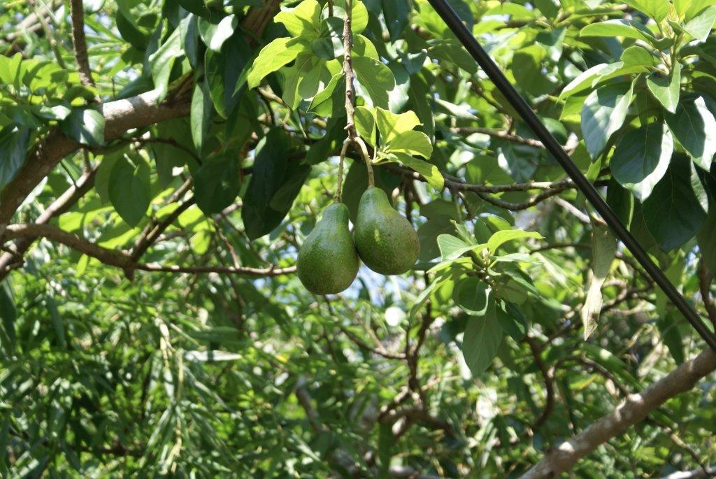 Σεμινάριο στο ΜΑΙΧ: Τα πάντα για την καλλιέργεια του αβοκάντο