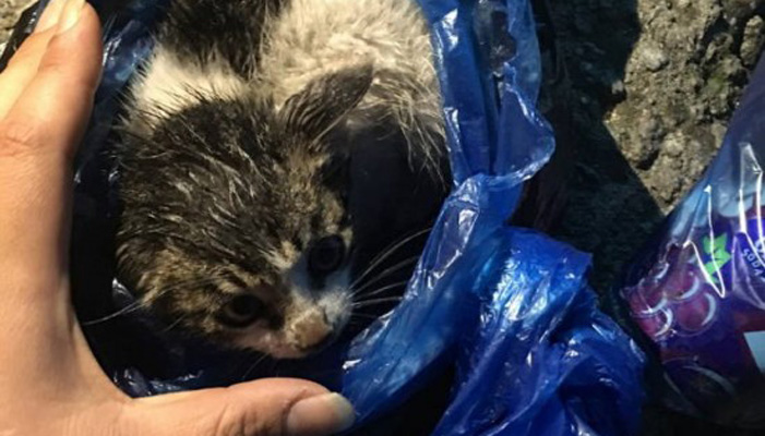 Καταγγέλλουν ότι νεωκόρος στη Σητεία πέταξε γατάκια στα σκουπίδια