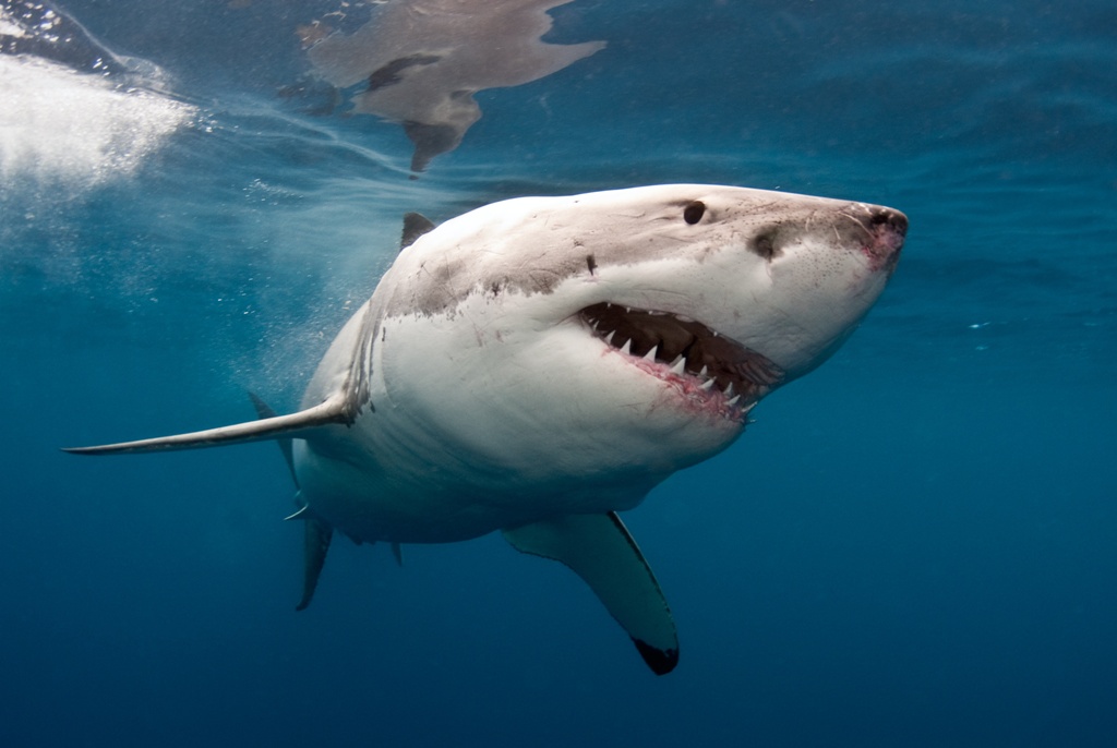 Σε προστατευόμενο είδος ανήκει ο καρχαρίας που έπιασε Κρητικός ψαράς
