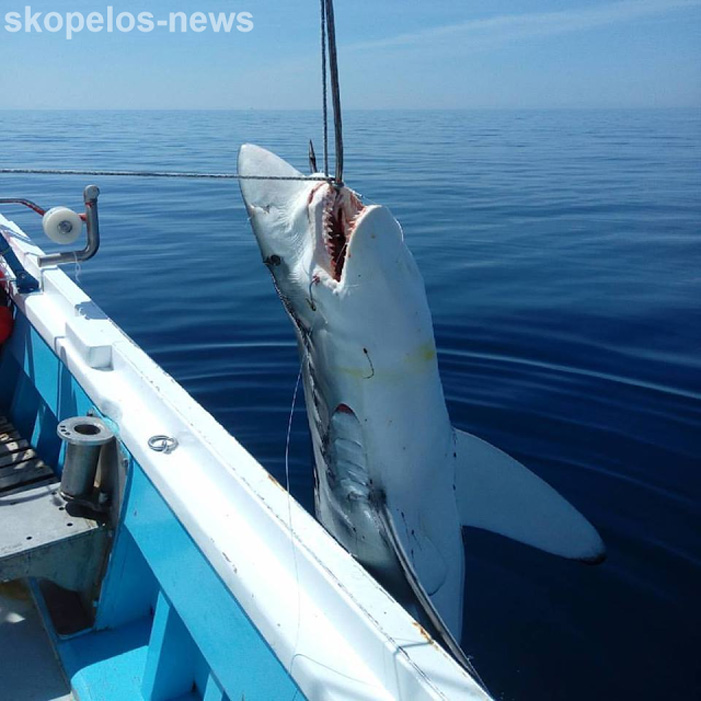 Ψαράδες έπιασαν 7 μέτρα καρχαρία και πάνω από 300 κιλά