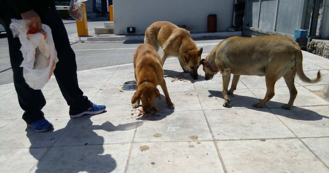 Συνελήφθη 66χρονος στη Σητεία για σκυλιά που ζούσαν σε κακές συνθήκες