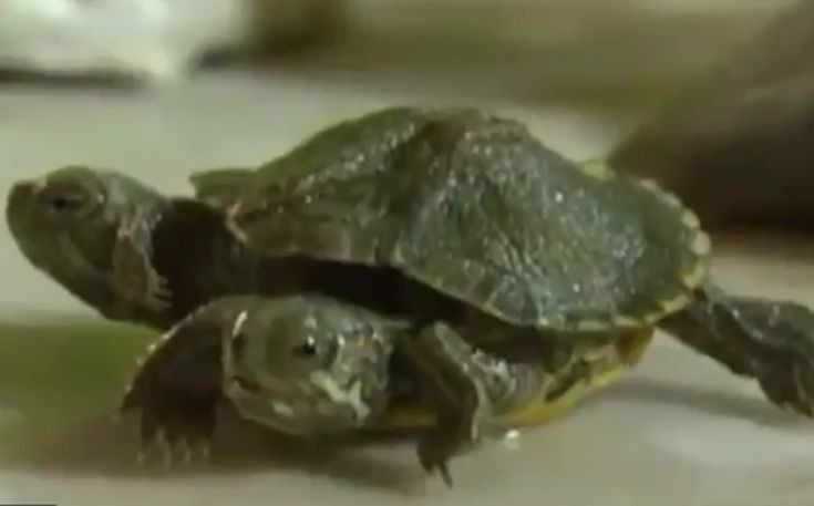 Η μεταλλαγμένη χελώνα με τα δύο κεφάλια και τα έξι πόδια