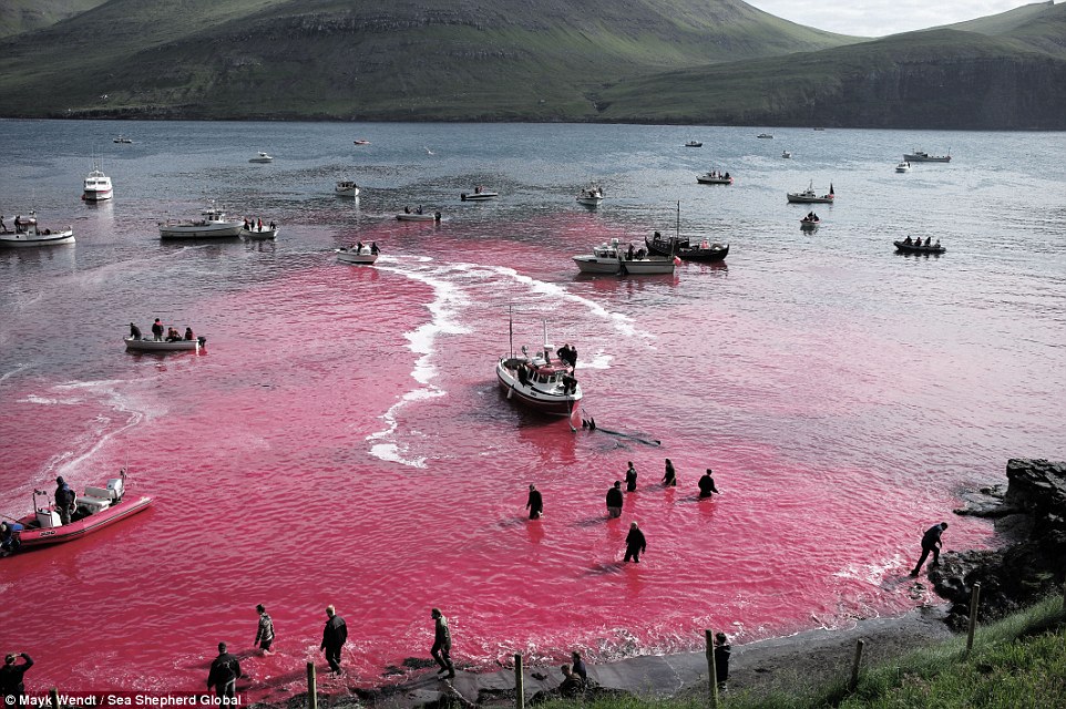 Τιμωρία της Δανίας για το κυνήγι φαλαινών ζητούν οργανώσεις