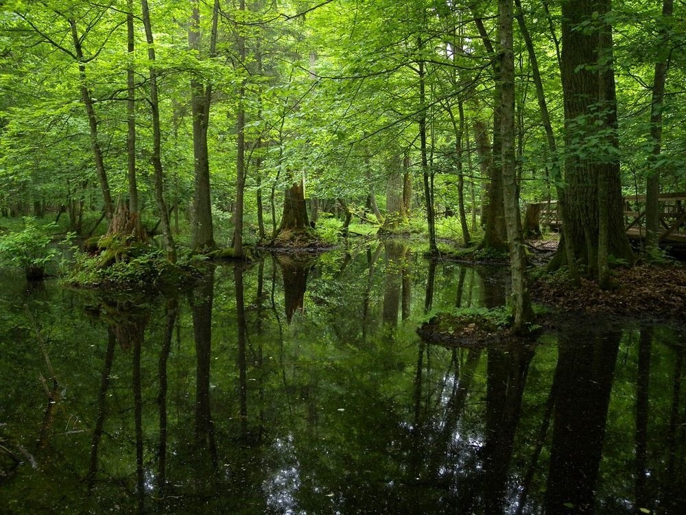 Το τελευταίο αρχέγονο δάσος της Ευρώπης