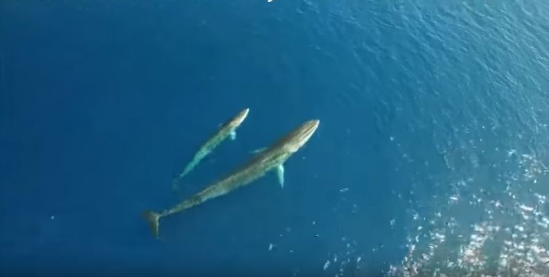 Drone κατέγραψε σπάνια φάλαινα στη Μεσόγειο