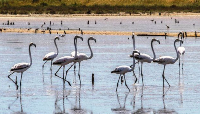 Μόνιμοι επισκέπτες τα Flamingos στις Αλυκές Λεχαινών