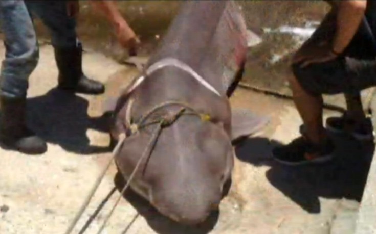 Τέταρτος καρχαρίας στα δίχτυα Ελλήνων ψαράδων μέσα σε ένα μήνα