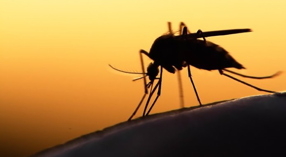 Πρόγραμμα καταπολέμησης κουνουπιών στη Π.Ε. Ηρακλείου