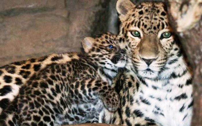 Ξεκινάει η αναπαραγωγή «άγριας» λεοπάρδαλης του Αμούρ στη Σκωτία