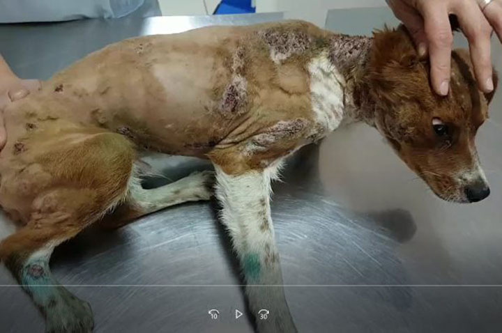 Κτηνωδία στην Κρήτη:Έκαψε τον σκύλο και τον κρέμασε ζωντανό σε δέντρο