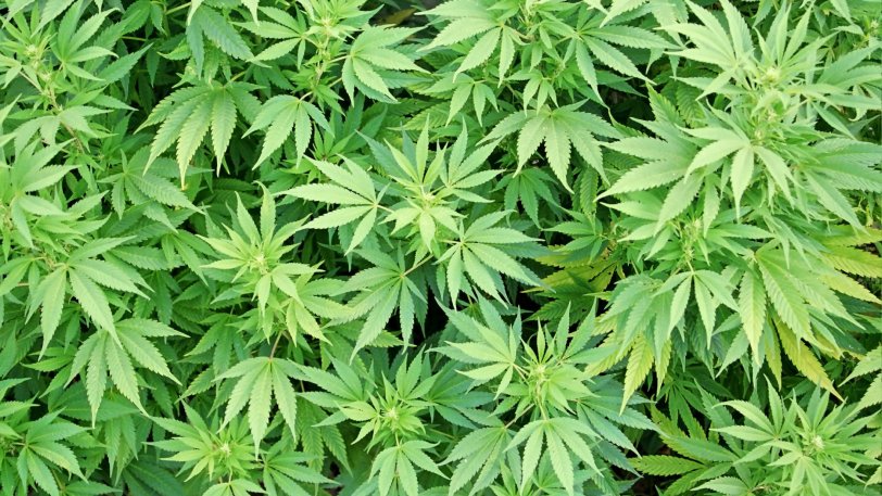 Φυτά κάνναβης και ναρκωτικά χάπια στο σπίτι 23χρονου στο Ηράκλειο