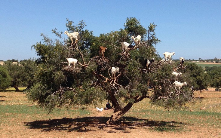Τα δέντρα με τις… κατσίκες του Μαρόκου