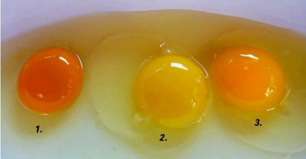 Κρόκος αυγού: Ποιος από αυτούς σας φαίνεται πιο υγιεινός;