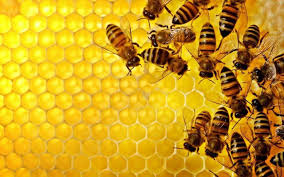 Κι ύστερα φταίνε οι μέλισσες