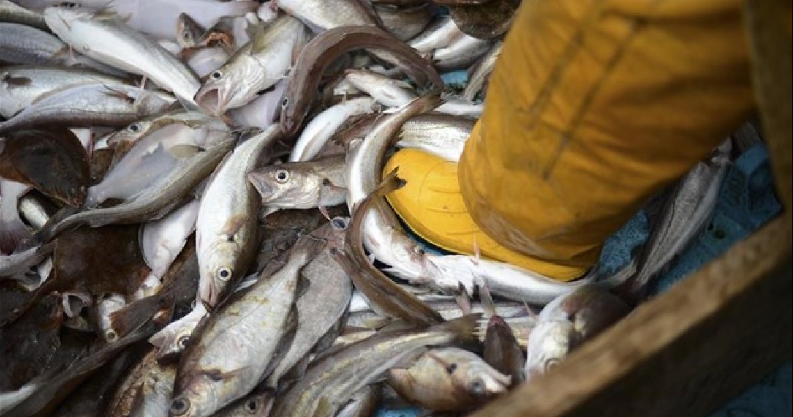 To 10% των ψαριών πετιούνται κάθε χρόνο στη θάλασσα