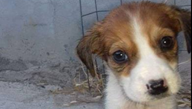 Το σκυλάκι στην Κρήτη που σώθηκε από την απεργία στην καθαριότητα