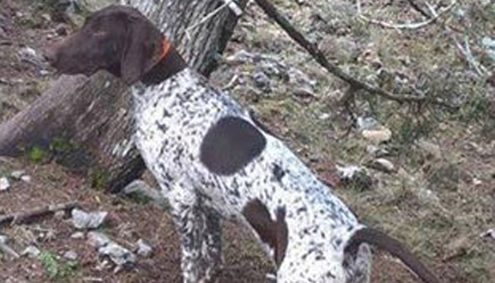 Χάθηκε σκυλί στην περιοχή Καλαμάκι – Γαλατάς (φωτο)