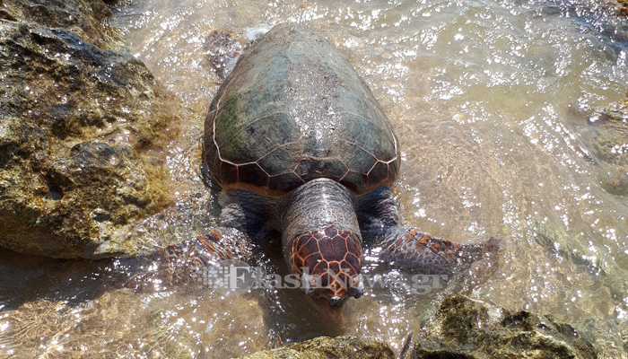 Νεκρή θαλάσσια χελώνα στην παραλία του Καλαθά στα Χανιά (φωτο)