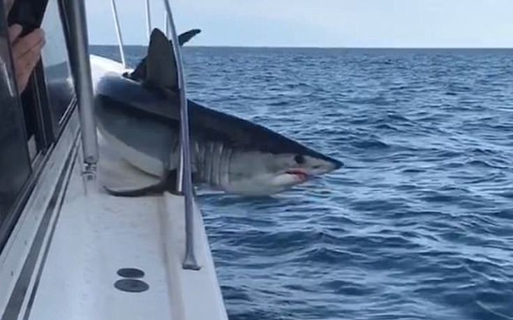 Καρχαρίας πήδηξε κι εγκλωβίστηκε πάνω σε σκάφος