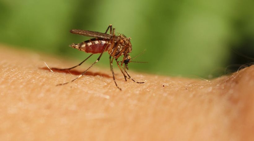 ΚΕΕΛΠΝΟ: 24 τα κρούσματα από τον ιό του Δυτικού Νείλου