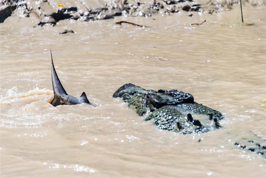 Μάχη τιτάνων! Κροκόδειλος εναντίον καρχαρία σε ποτάμι (βίντεο)