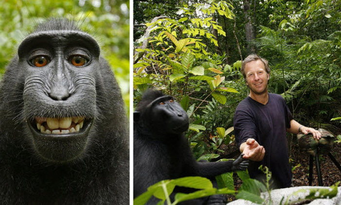 Η selfie της μαϊμούς που τον άφησε άφραγκο