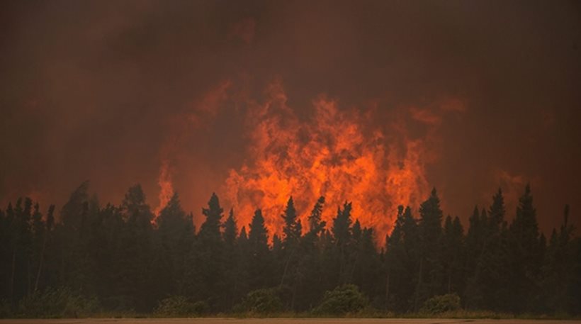 Ιεράπετρα:Αιτήσεις για ζημιές από τη πυρκαγια σε φυτικό και ζωικό κεφάλαιο