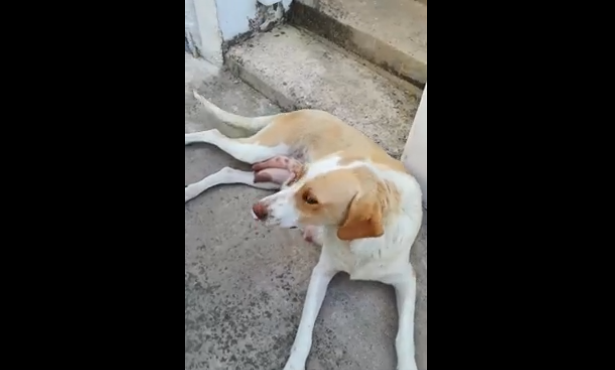 Βίντεο από Λαμία: Σκυλίτσα θηλάζει γατάκι που πέταξαν στα σκουπίδια