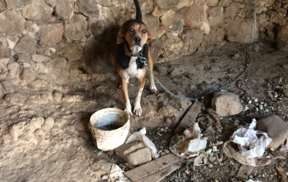 Συνελήφθη άνδρας στον Αποκόρωνα – Βρέθηκαν κακοποιημένα τα σκυλιά του