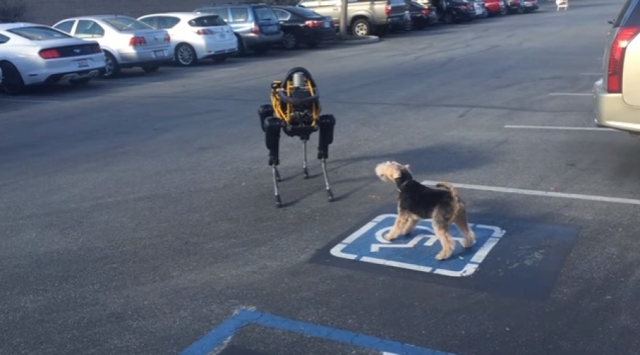 Όταν σκύλος συναντά ένα… ρομπότ