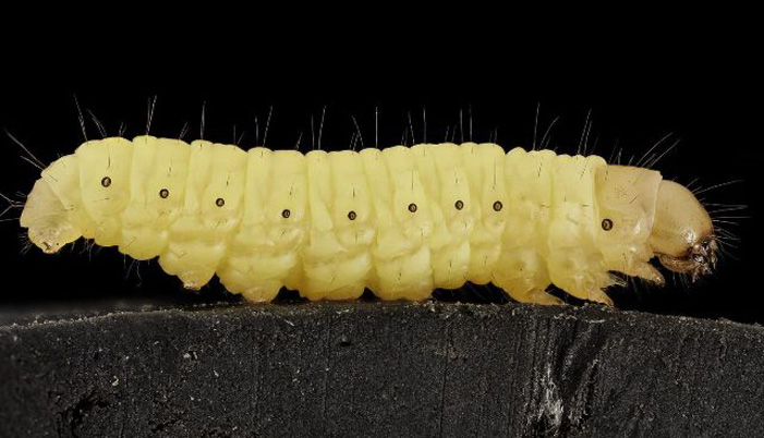Επιστήμονες ανακάλυψαν ένα σκουλήκι που τρώει πλαστικά!