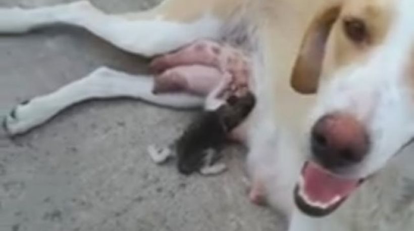Σκυλίτσα θηλάζει γατάκι που πέταξαν στα σκουπίδια (βίντεο)