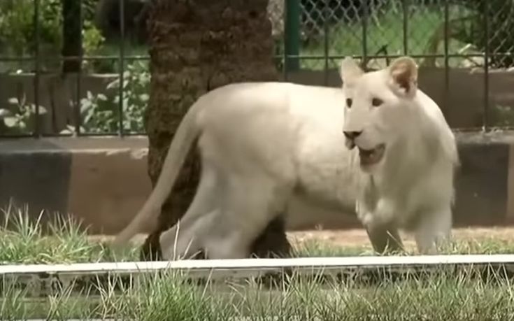 Σπάνιο λευκό λιοντάρι γιόρτασε τα γενέθλιά του