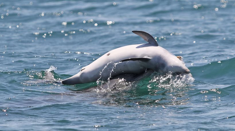 Σπαρακτικό: Μαμά δελφίνι αρνείται να εγκαταλείψει το νεκρό μωρό της!