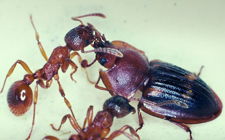 Ο «απατεώνας» που ξεγελά τα μυρμήγκια και του δίνουν την τροφή τους