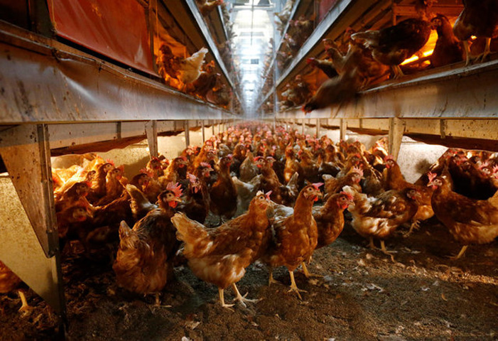 Ξέφυγε το διατροφικό σκάνδαλο με τα τοξικά αυγά – 16 χώρες σε συναγερμό