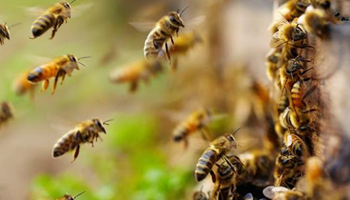 Κινδύνεψε η ζωή Κρητικού από την επίθεση μελισσών
