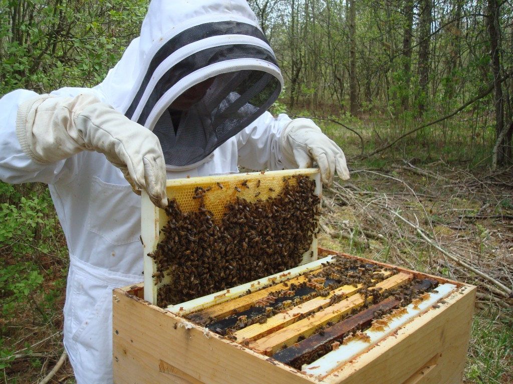 Εξαπατούν μελισσοκόμους στα Χανιά – Ο μελισσοκομικός σύλλογος προειδοποιεί