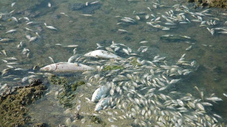 Εκατοντάδες νεκρά ψάρια στον Κορινθιακό
