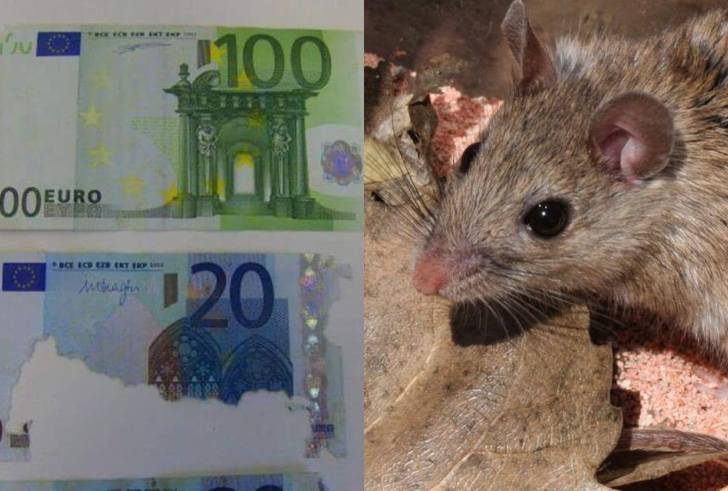 Κρήτη: Πέθανε και βρήκαν στο σπίτι της 30.000 ευρώ φαγωμένα από ποντίκι