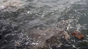 Λάρισα: Ξεβράστηκε μεγάλη ποσότητα ψαριών σε παραλία